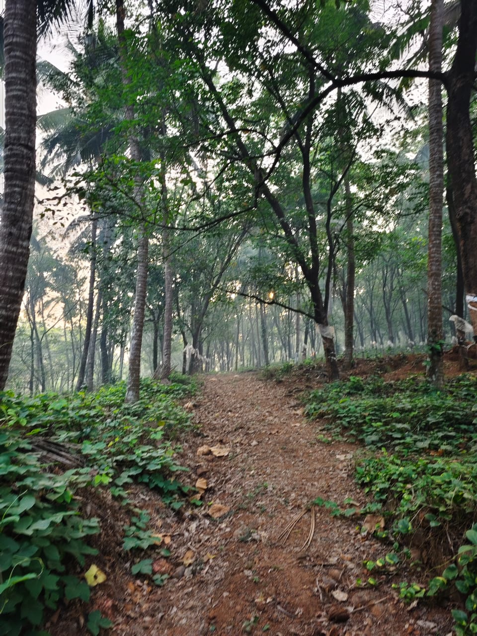 Rubber trees